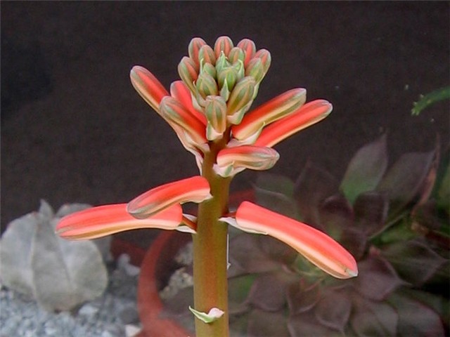Aloe variegata cvijet
